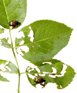 Japanese Beetle Damage